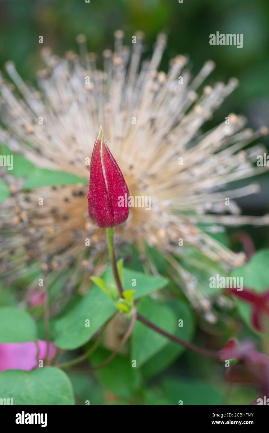 Clematis ‘Etoile Rose’ di fronte a un speso Allium Ambassador fiore Foto Stock