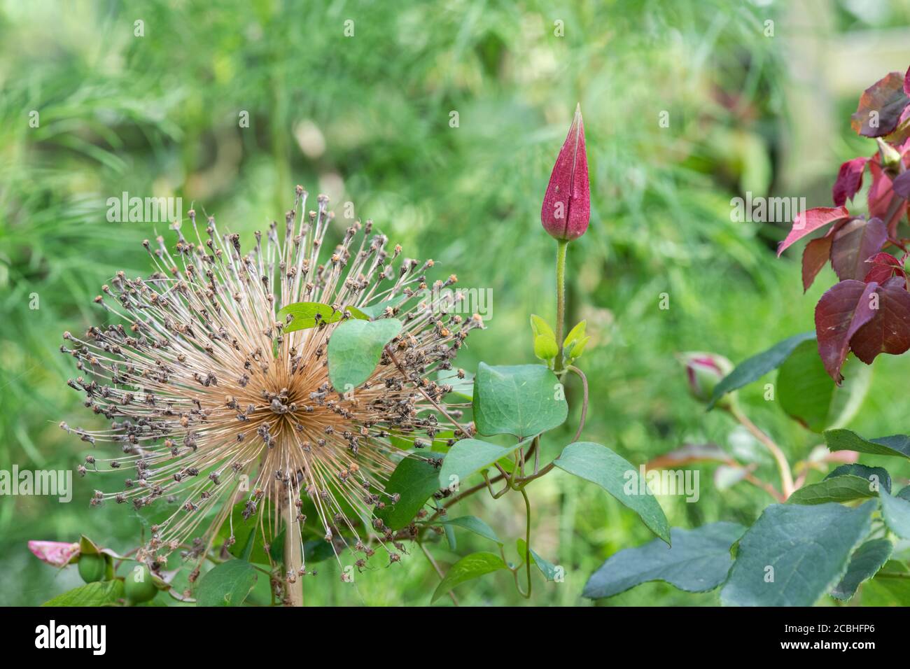 Clematis ‘Etoile Rose’ gemma di fiori accanto ad un Allium speso Ambassador fiore Foto Stock