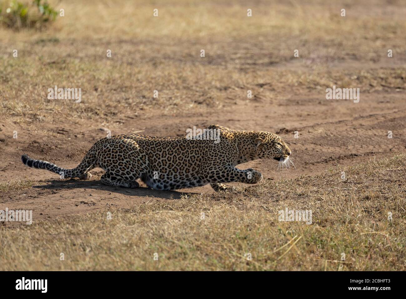 Adulto leopardo strisciando piano a terra stalking preda nel mezzo Del giorno in Masai Mara Kenya Foto Stock
