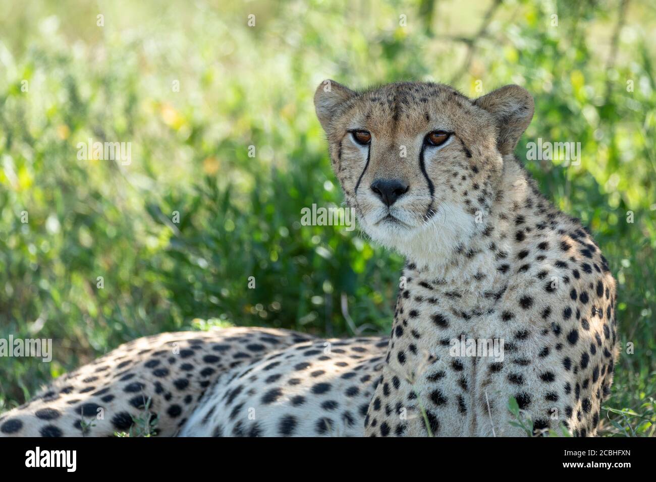 Mezzo corpo vicino di faccia di ghepardo che si trova sotto Un albero con testa in su che riposa in Tanzania di Ndutu Foto Stock