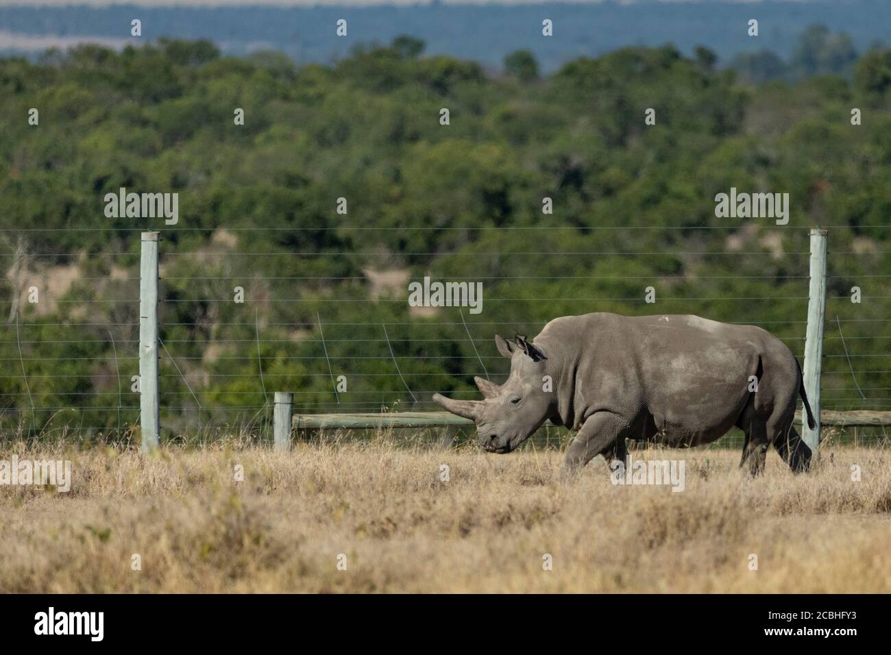 Rhino bianco del nord molto raro ed altamente minacciato con grande E corno smussato che cammina lungo la recinzione nella riserva di OL Pajeta In Kenya Foto Stock Rhino bianco del nord molto raro ed altamente minacciato con grande E corno smussato che cammina lungo la recinzione nella riserva di OL Pajeta In Kenya Foto Stock
