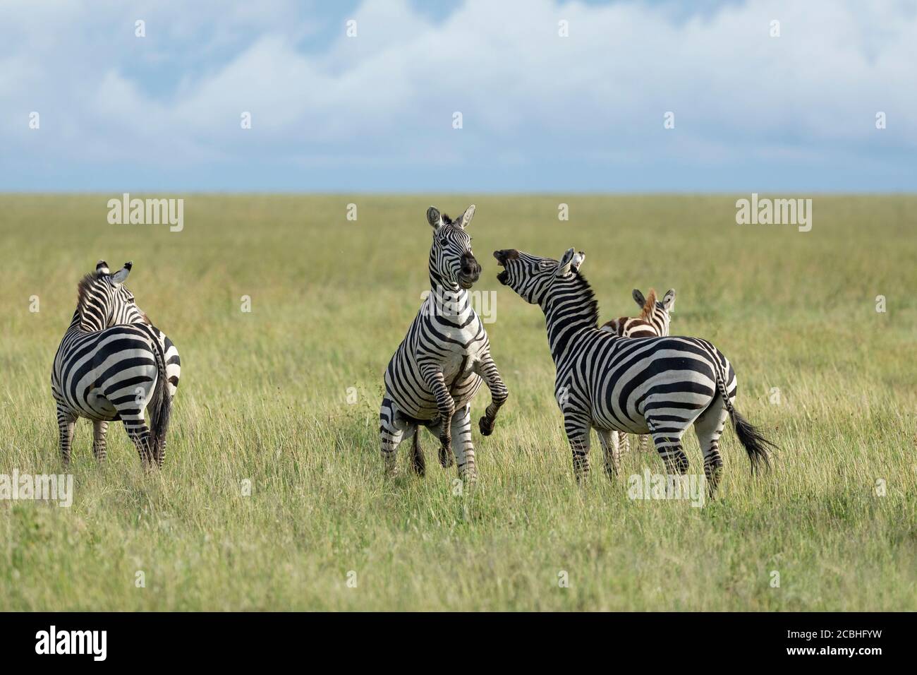 Due zebre adulte che combattono nel mezzo di una erbosa aperta savannah del Parco Nazionale Serengeti in Tanzania Foto Stock