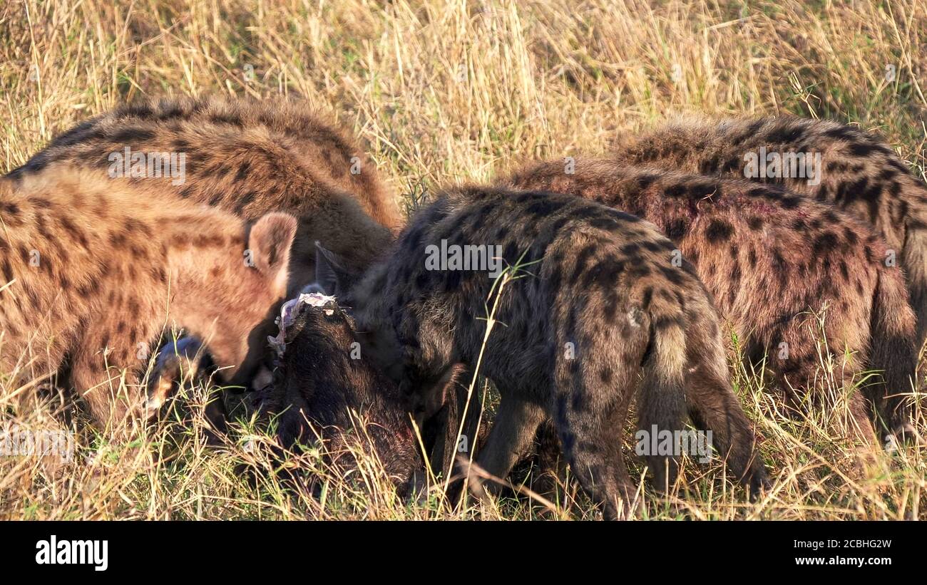 primo piano di un pacchetto di hyena che si nutra a masai mara Foto Stock