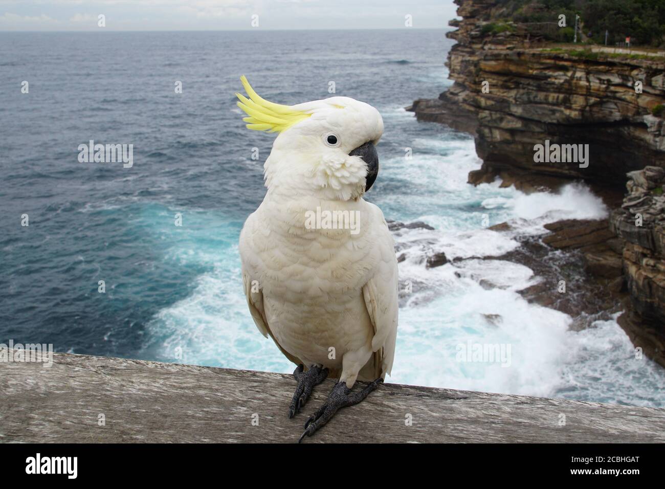 Cockatoo solforato in un giorno tempestoso al Gap in Watsons Bay Foto Stock