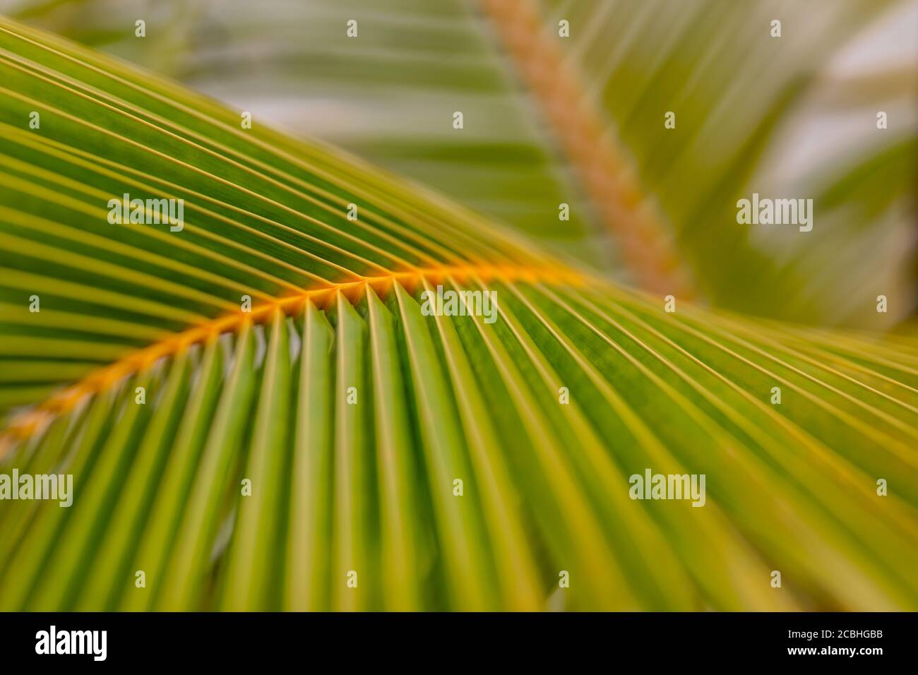 Primo piano foglia di cocco palma verde fresco texture linee modello prospettiva sfondo astratto Foto Stock