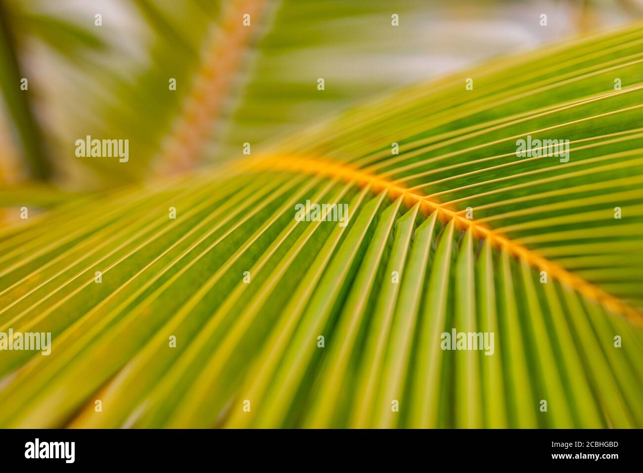Primo piano foglia di cocco palma verde fresco texture linee modello prospettiva sfondo astratto Foto Stock