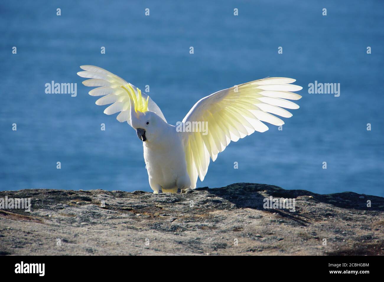 Cockatoo cranky con crespo di zolfo che diffonde le sue ali Foto Stock