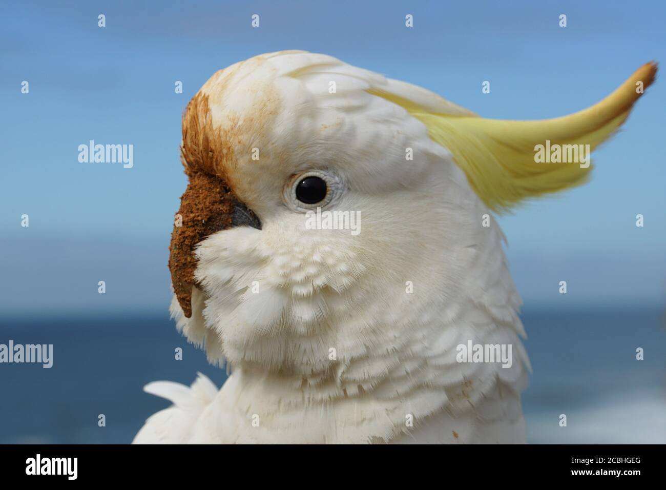 Vista laterale della testa di un Cockatoo dalla faccia sterrata Foto Stock