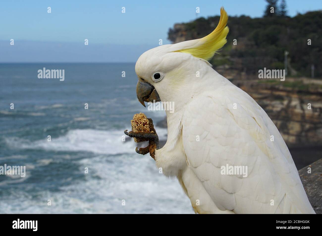 Cockatoo crestato di zolfo che nidiola su un biscotto di semi Foto Stock