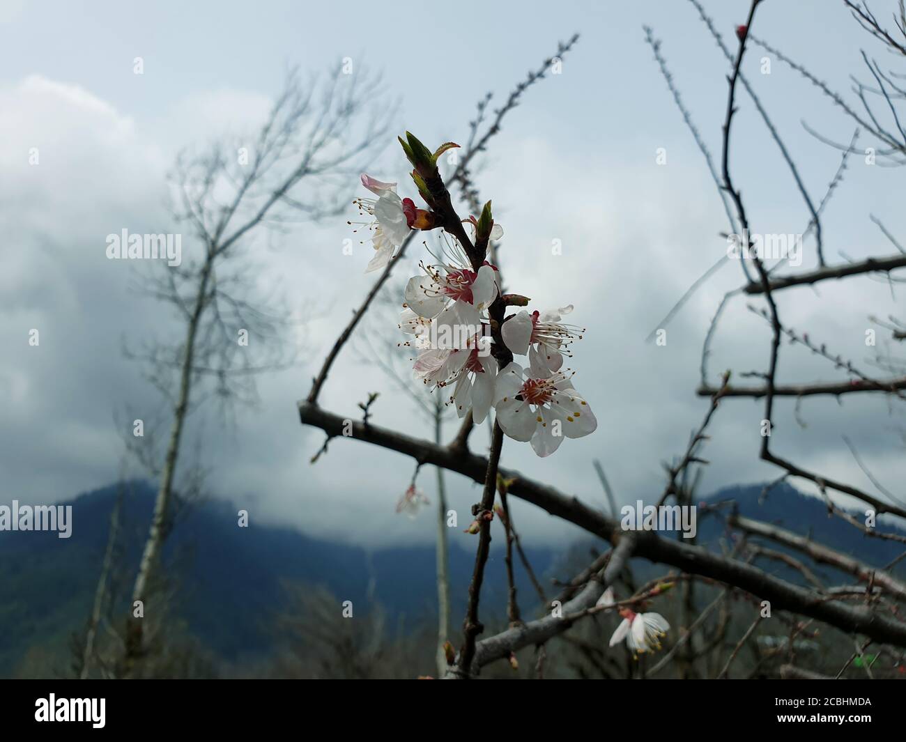 Primavera boccioli fiori nuovi frutti rami albero verde e verde bellezza della natura. Piccoli alberi stanno crescendo nella nuova primavera. Il bellissimo scenario di natu Foto Stock