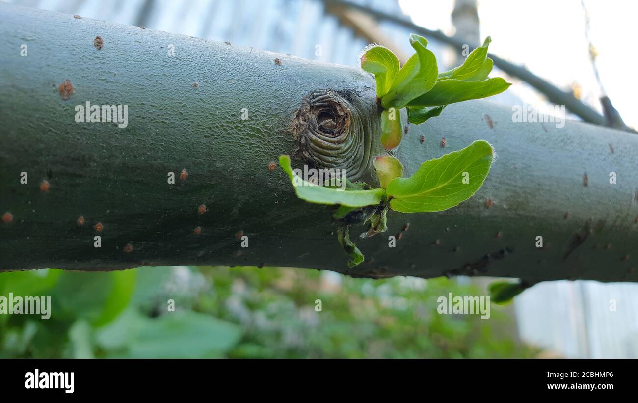 Primavera boccioli fiori nuovi frutti rami albero verde e verde bellezza della natura. Piccoli alberi stanno crescendo nella nuova primavera. Il bellissimo scenario di natu Foto Stock