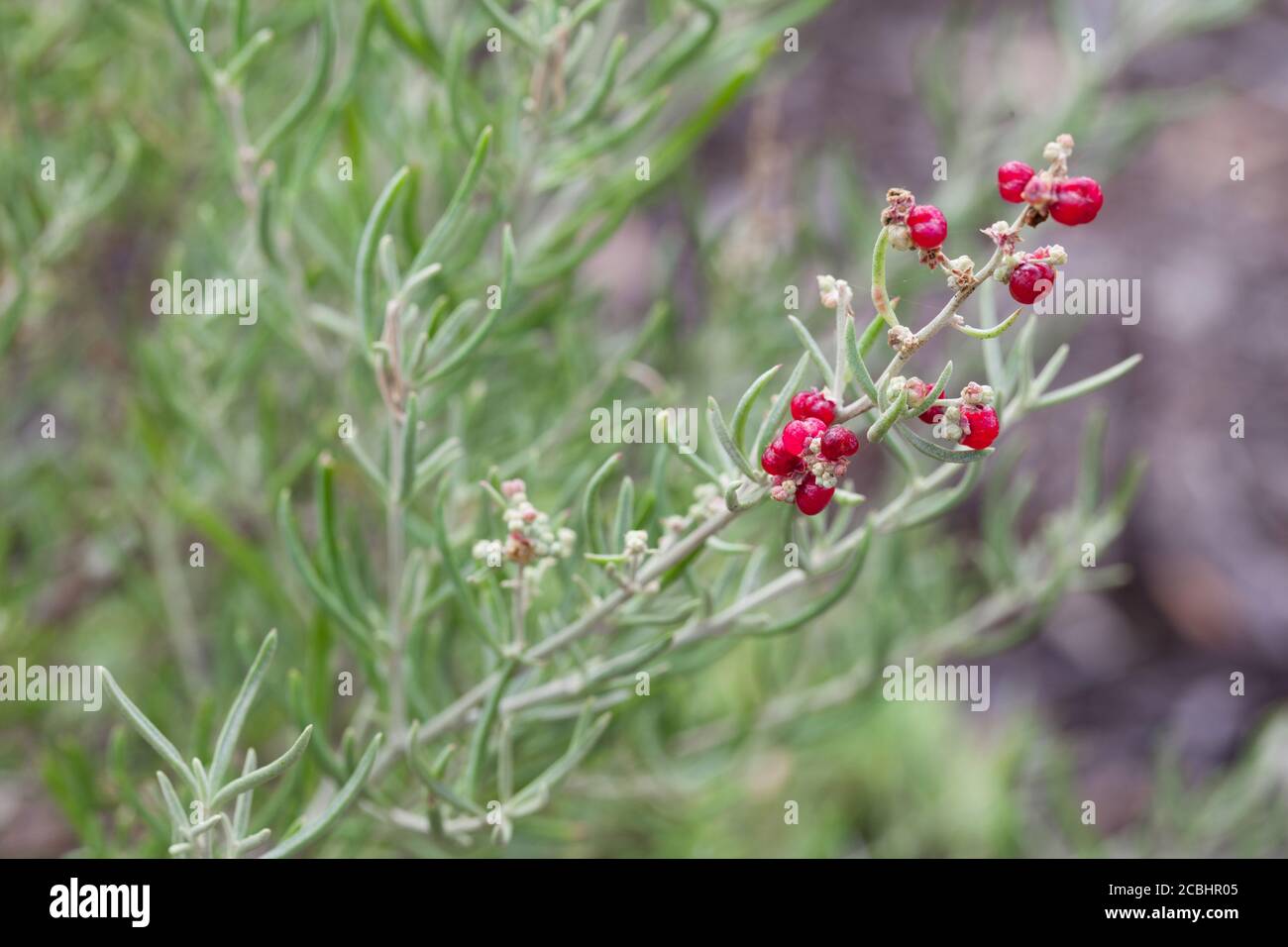 Saltbush carnoso (Rhagodia crassifolia) fruttato. Marzo 2011. Santuario di Entwood. Sandleton. Murraylands. Australia del Sud. Australia. Foto Stock