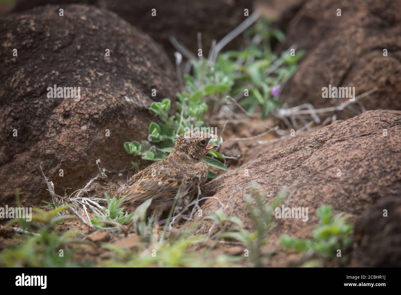 Cashy incoronato Sparrow Lark giovanile, Supa, Maharashtra, India Foto Stock