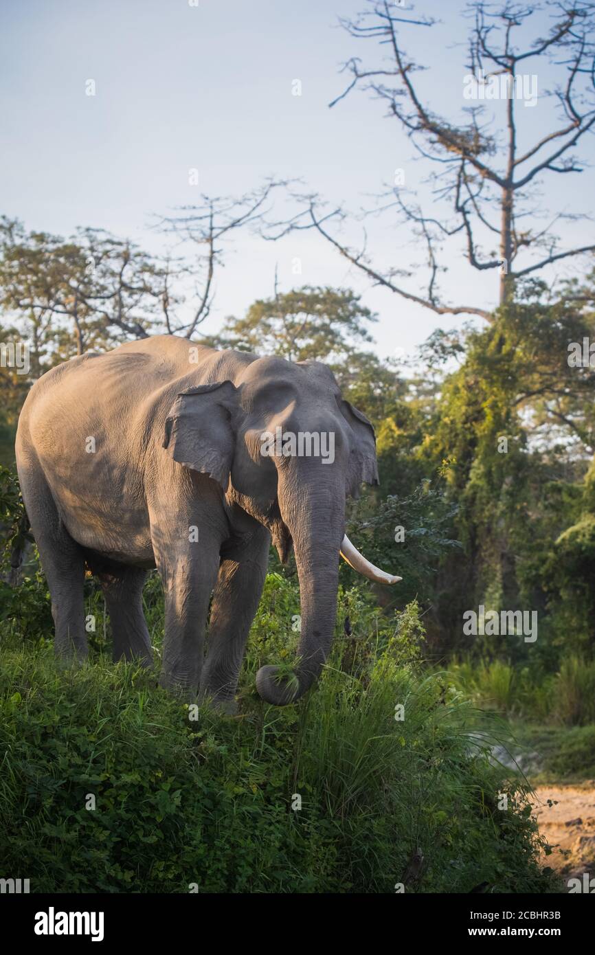Elefante asiatico - Elefas maximus, Kaziranga Tiger Reserve, Assam, India Foto Stock