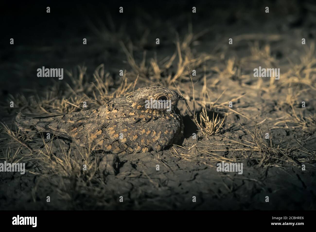 Nightjar di Sykes- Caprimulgus mahrattensis, Little Rann di Kutch, Gujarat, India Foto Stock