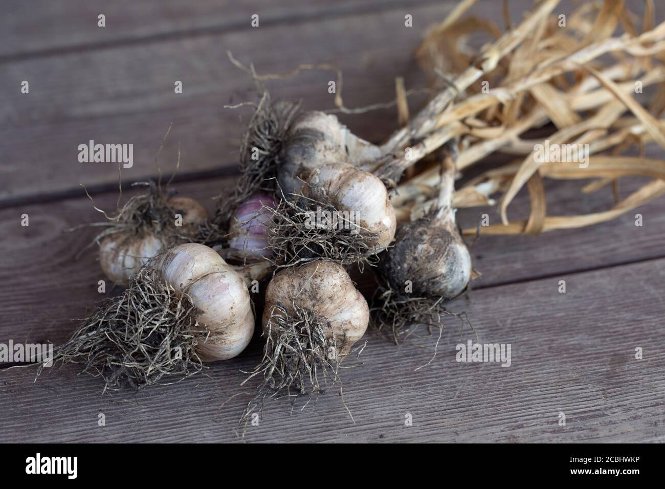 Aglio fresco scavato dopo ingaterazione su superficie di legno ristic Foto Stock