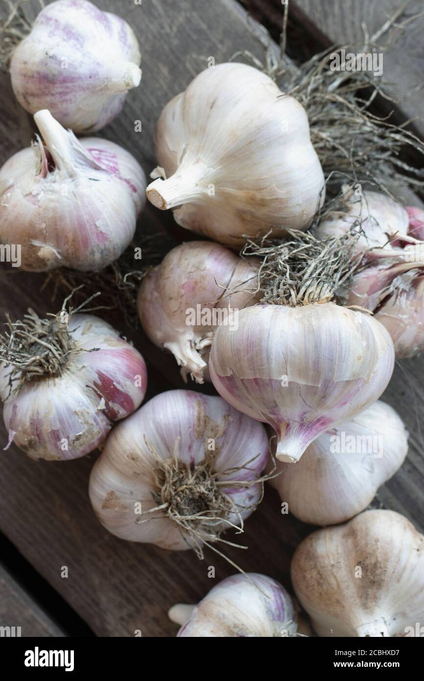 Primo piano di spicchi d'aglio sullo sfondo del tavolo di legno grigio scuro. Foto Stock