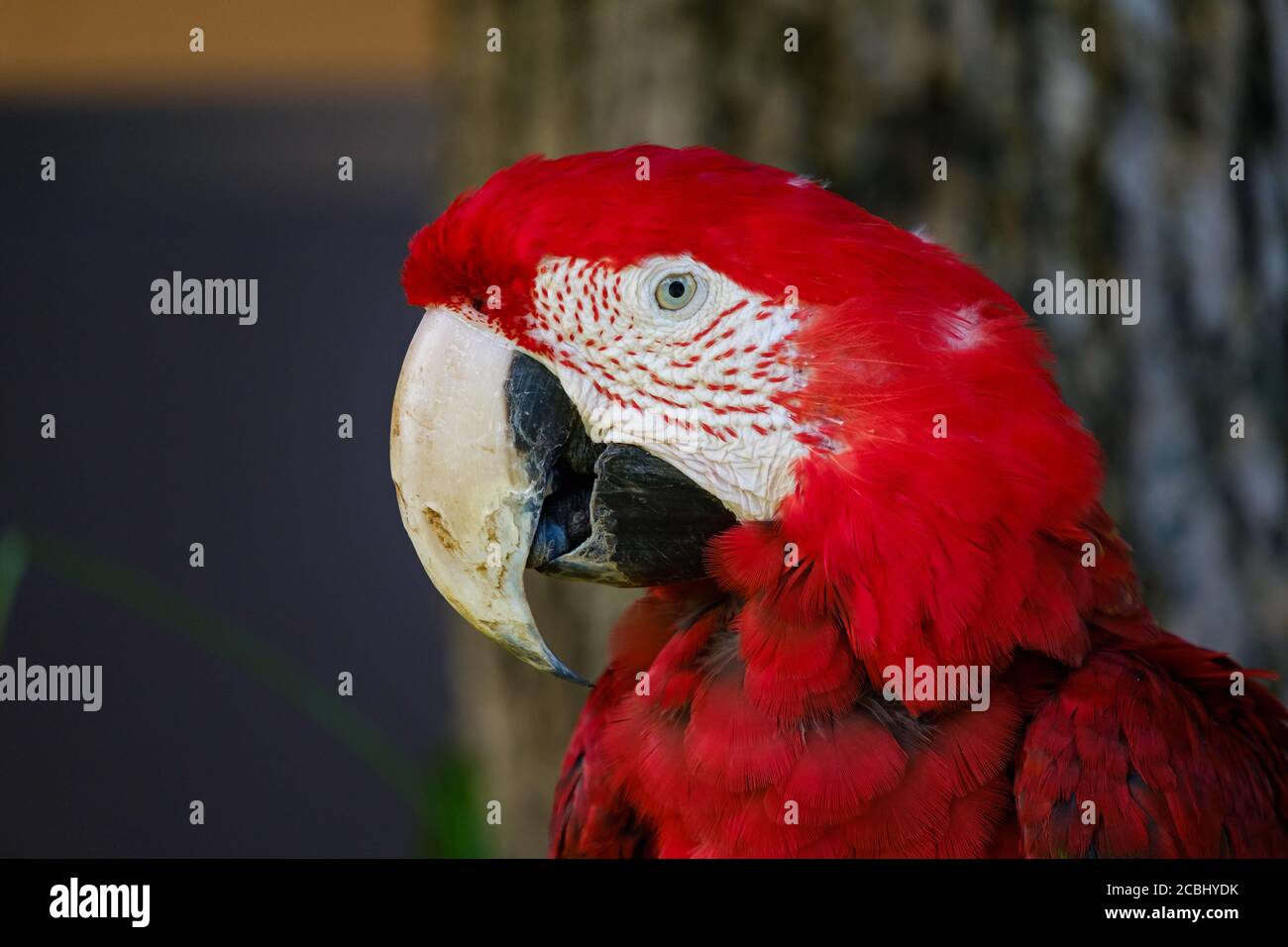 Testa colorata di macaw rosso e verde Foto Stock