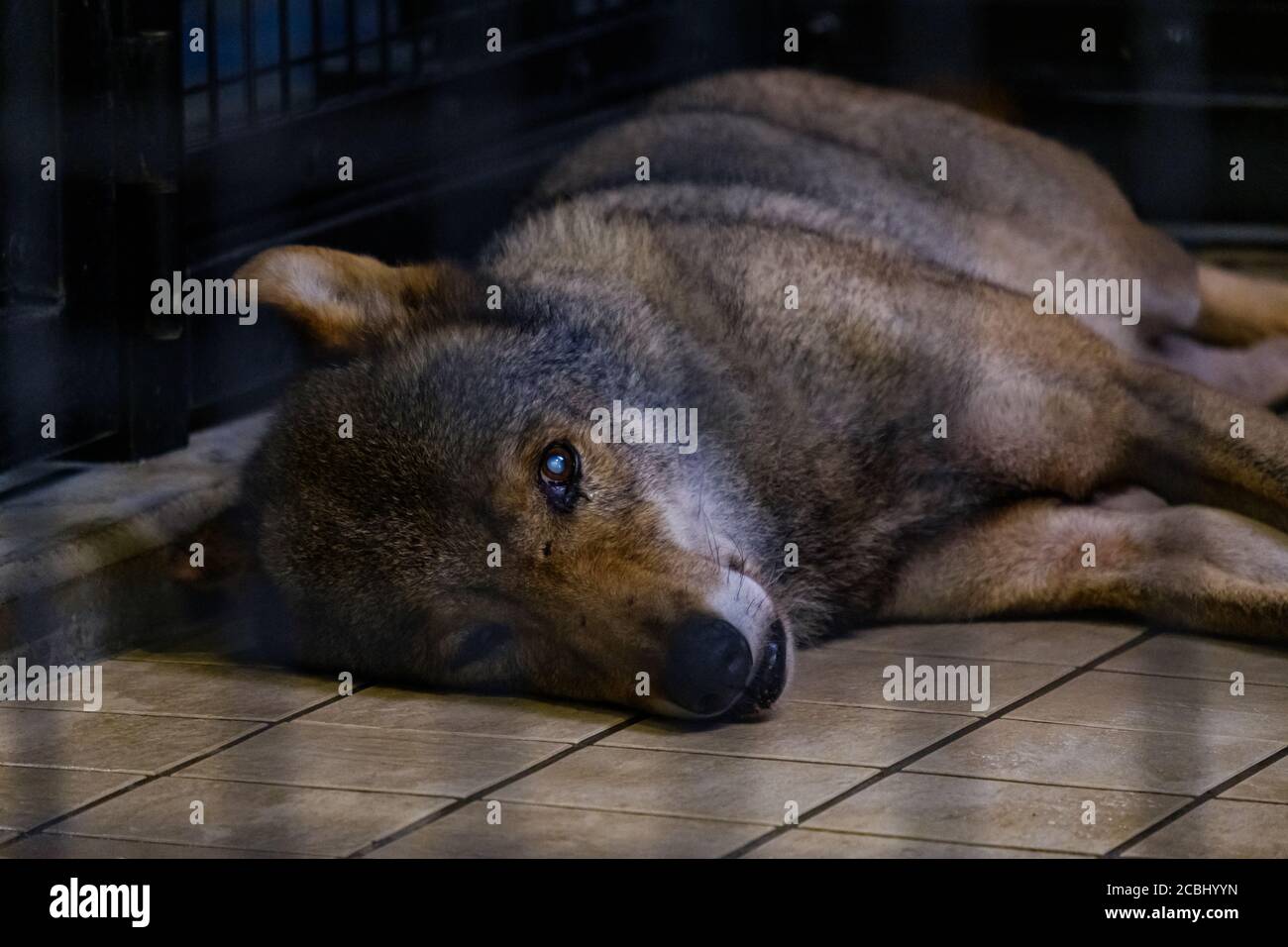 Lupo annoiato in una gabbia Foto Stock