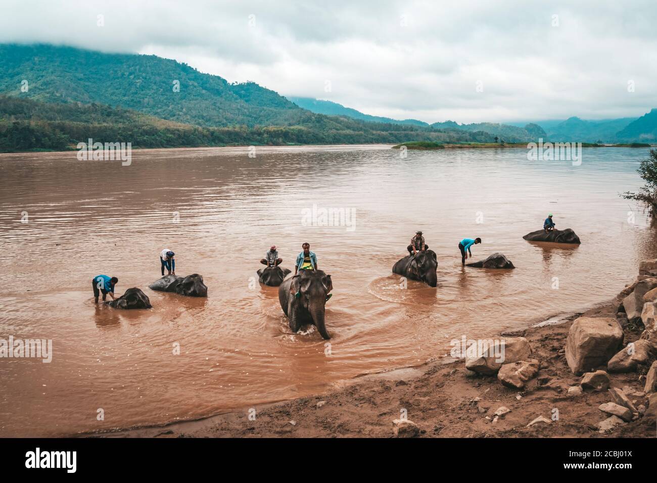 Gli autisti degli elefanti si lavano, bagnano i loro animali nel fiume Mekong. Foto Stock
