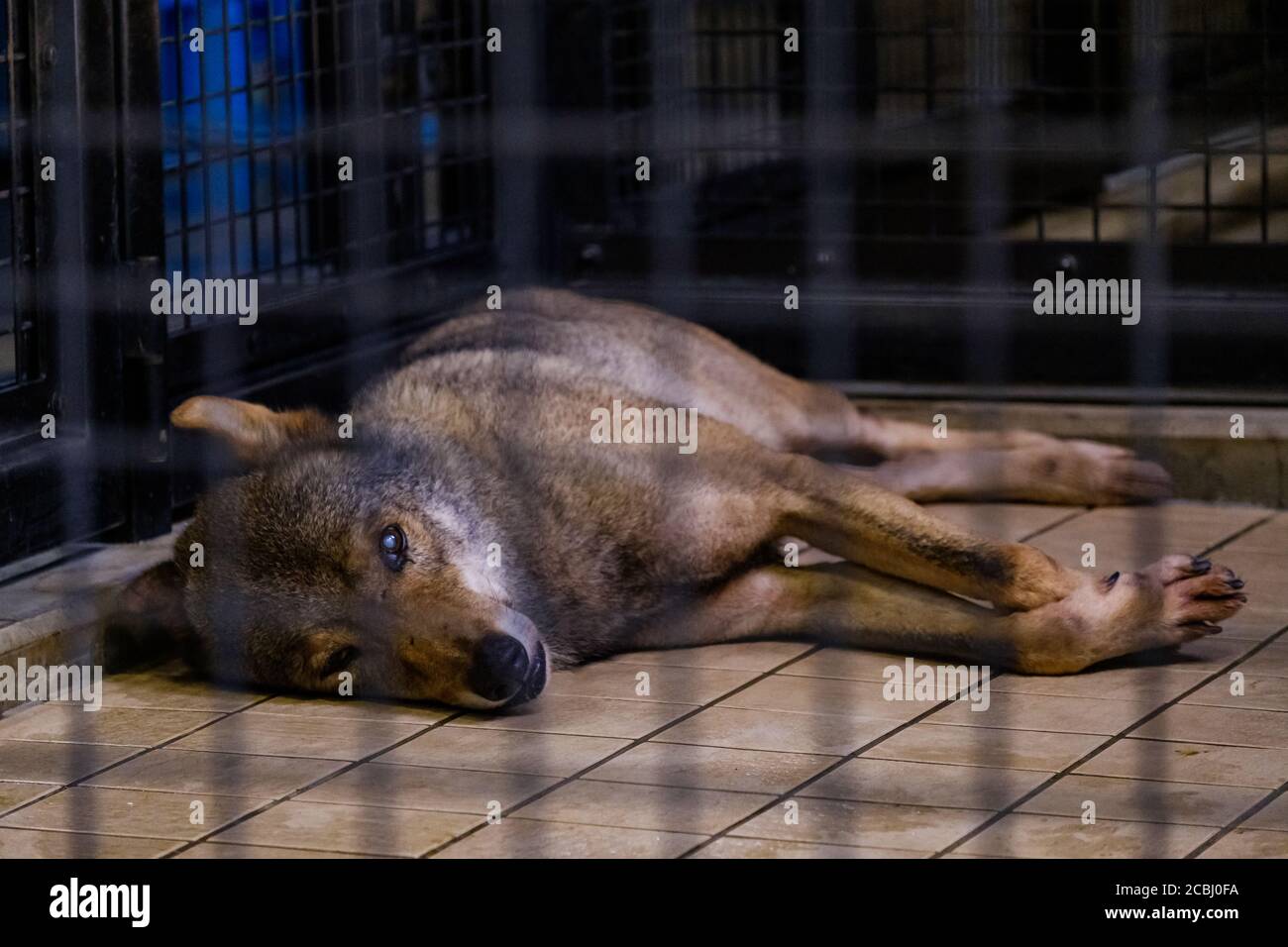 Lupo annoiato in una gabbia Foto Stock