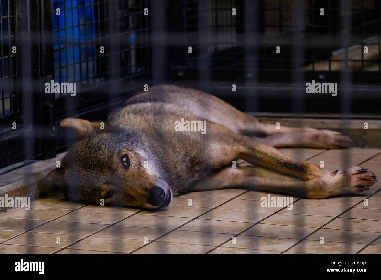 Lupo annoiato in una gabbia Foto Stock