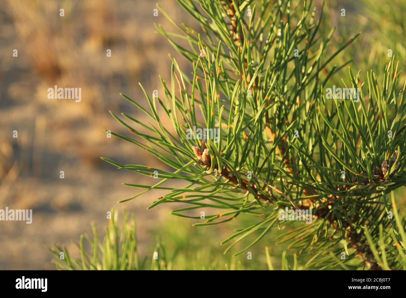 Albero di Natale rami alberi di pino con lunghi aghi verdi illuminati dal  sole verde sfondo naturale Foto stock - Alamy