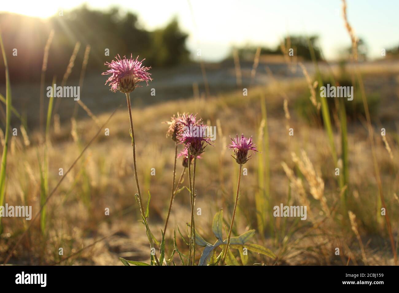 tre o più fiori viola lilla prato su un prato in erba la sera ai raggi di il sole impostazione estate paesaggio naturale Foto Stock