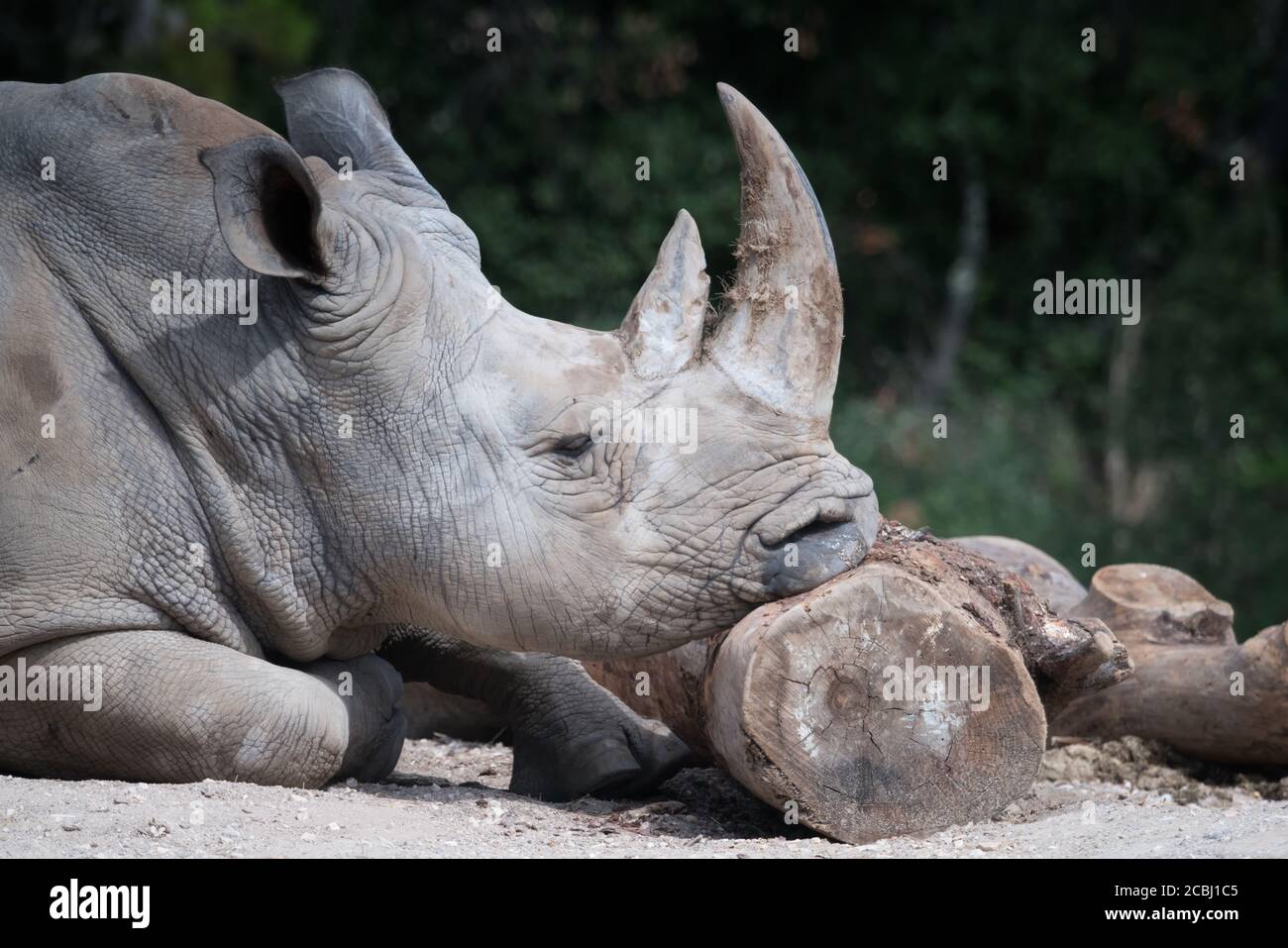 Un Rhino Bianco del Sud si inclina verso un tronco per fare un pisolino. Foto Stock
