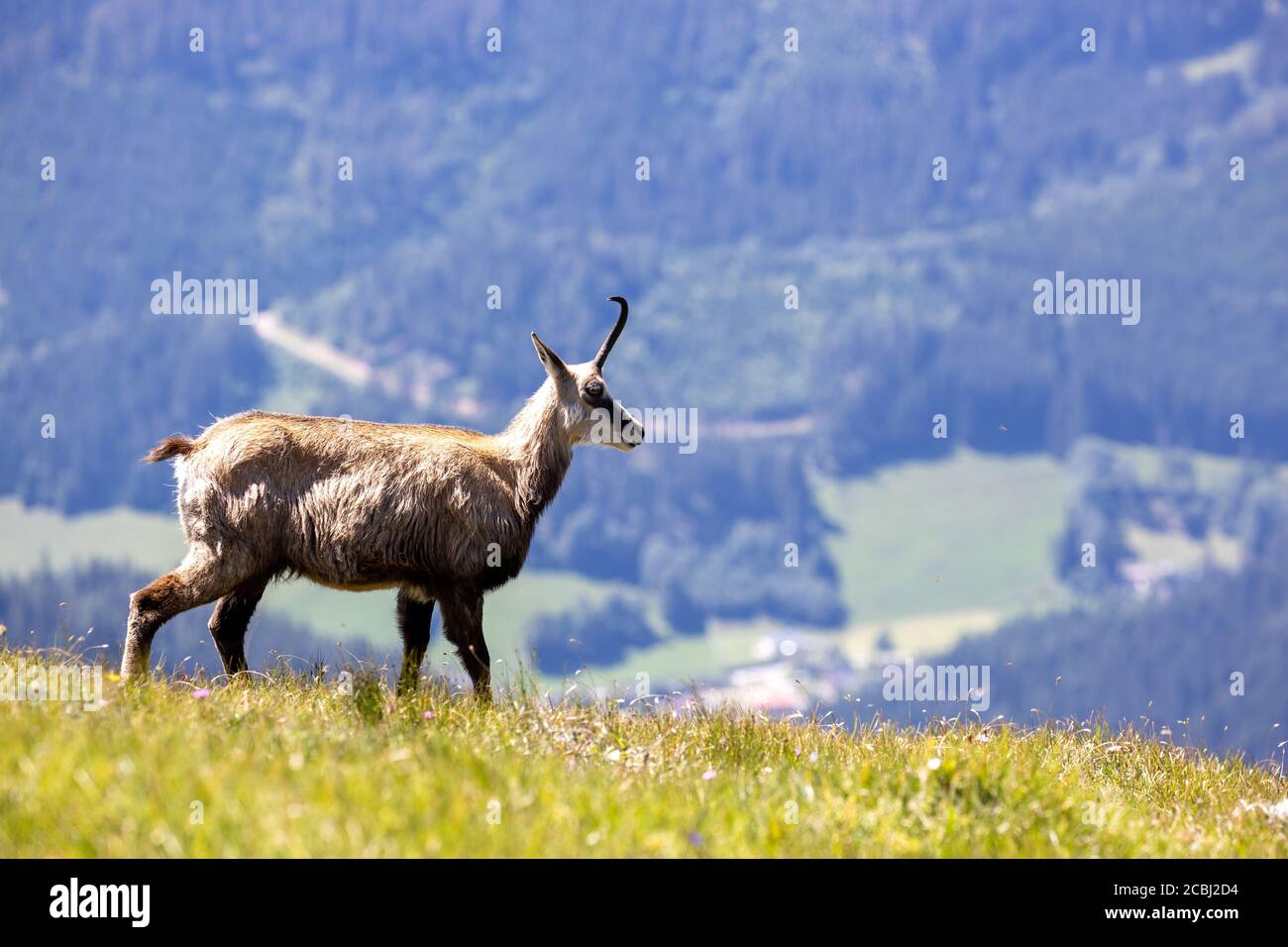 Camosci nelle alpi austriache Foto Stock