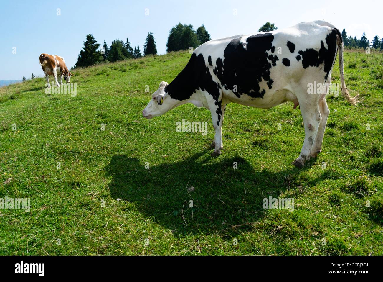 Agricoltura sostenibile, mucca pascolata libera nel prato di montagna. Profilo di vacca da latte pascolando all'aperto Foto Stock