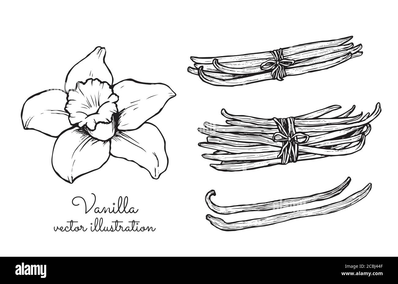 Collezione di grappoli di fiori vintage alla vaniglia e di bastoncini alla vaniglia Illustrazione Vettoriale