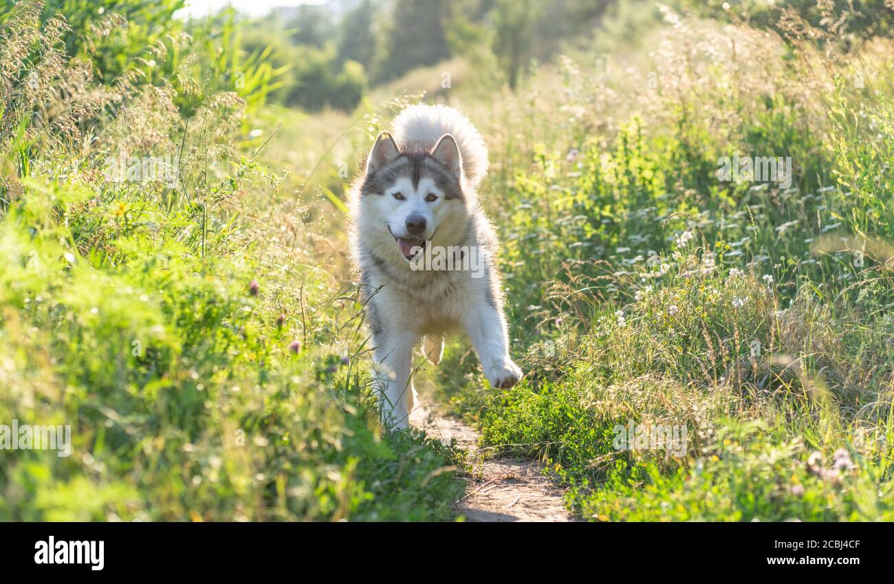 Divertente cane che corre lungo il percorso tra erba estiva Foto Stock