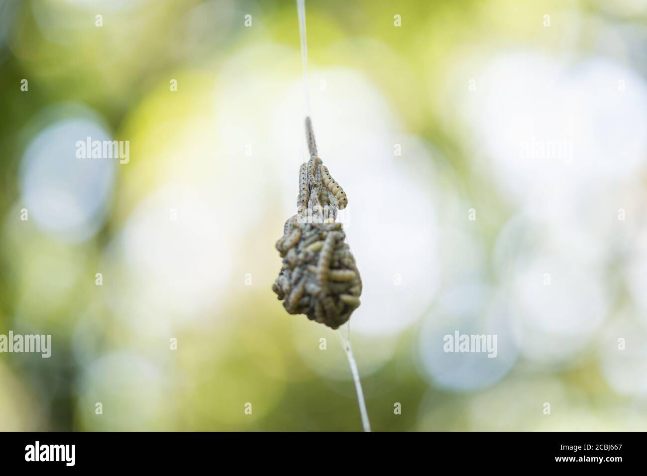 Mandrino Ermine, Yponomeuta cagnagella, nido di falda con grappolo di larve Foto Stock