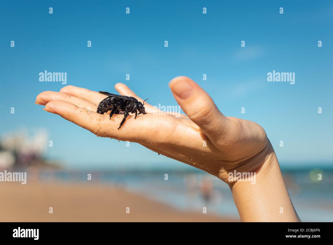 Mano mostra una femmina carpentiere ape salvato dal mare, Recife, Brasile Foto Stock