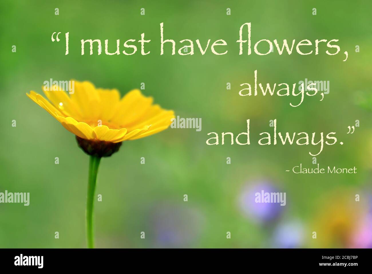 Un fiore unico circondato da colori pastello e una citazione di Monet. Foto Stock
