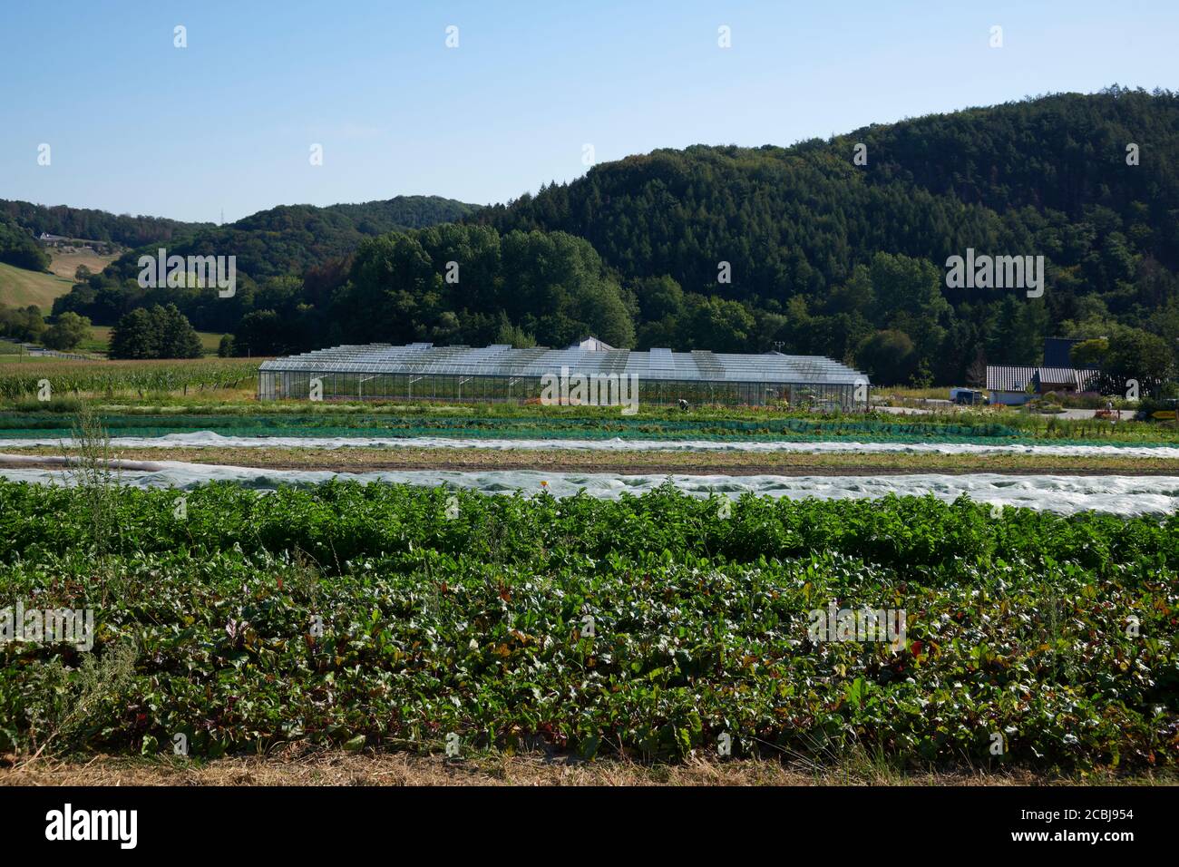 Gewaechshaus auf einem biologisch, dynamischen Bauernhof in dem Gemuese und Melonen angebaut werden. Foto Stock