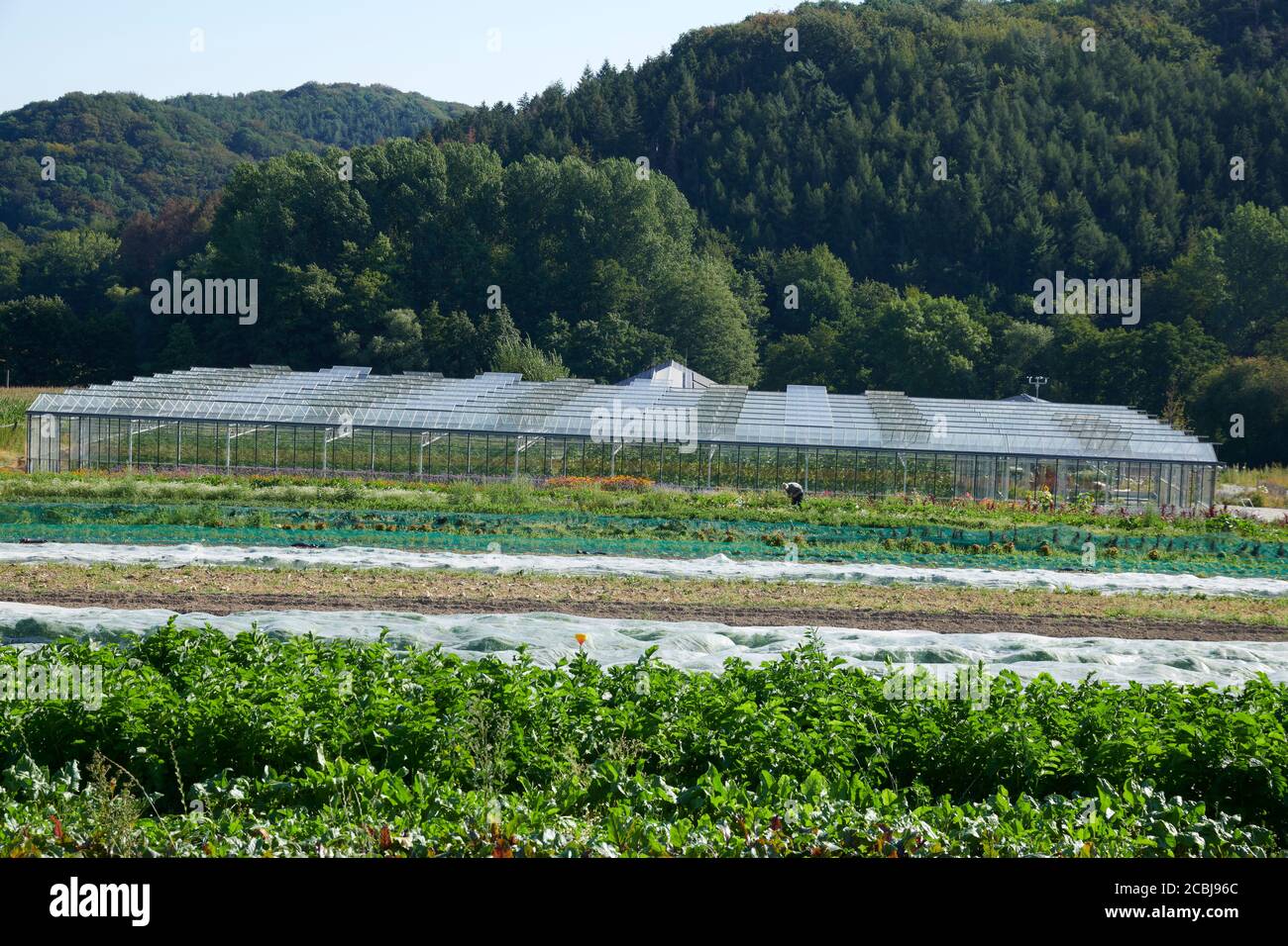 Gewaechshaus auf einem biologisch, dynamischen Bauernhof in dem Gemuese und Melonen angebaut werden. Foto Stock