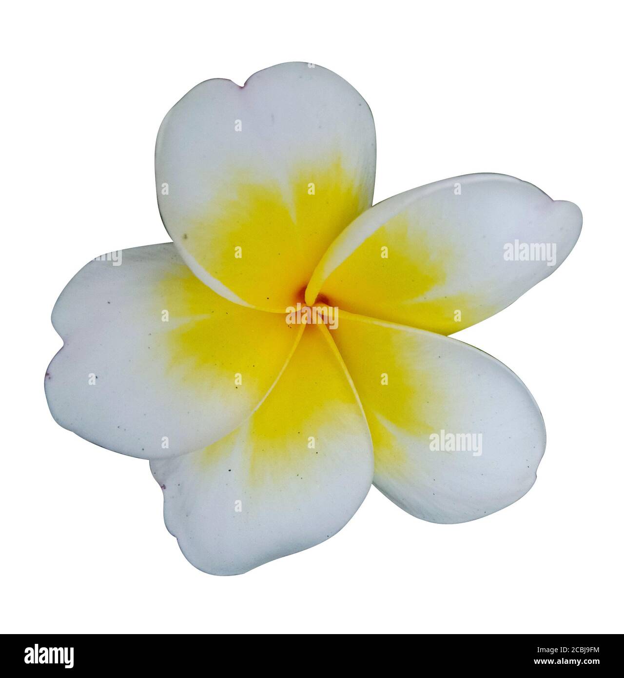 plumeria fiore e sfondo bianco Foto Stock