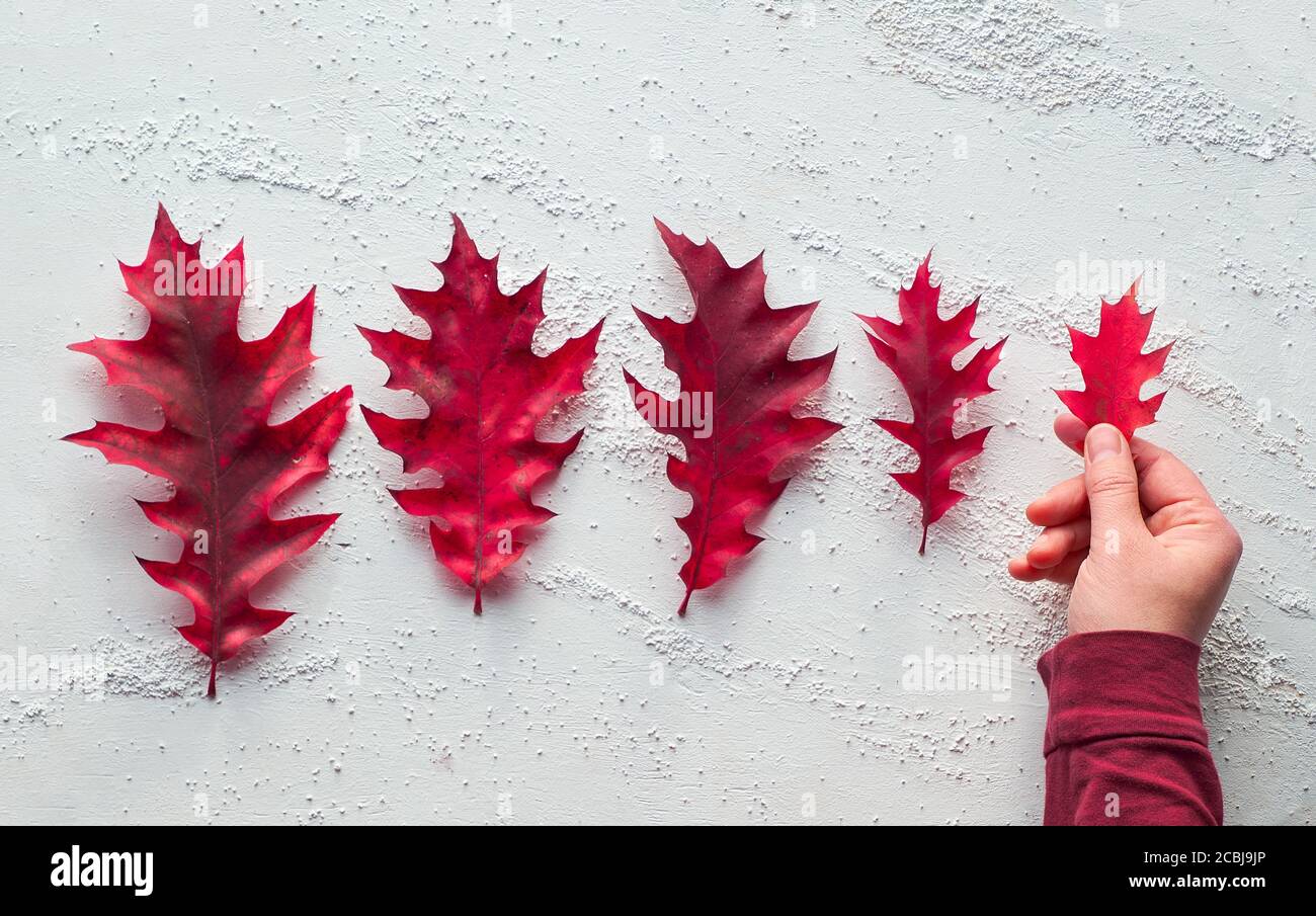 Mano che tiene foglia di quercia. Progressione delle dimensioni, giacitura piatta su sfondo bianco testurizzato con spazio di copia. Decorazioni autunnali naturali minimal. Foto Stock