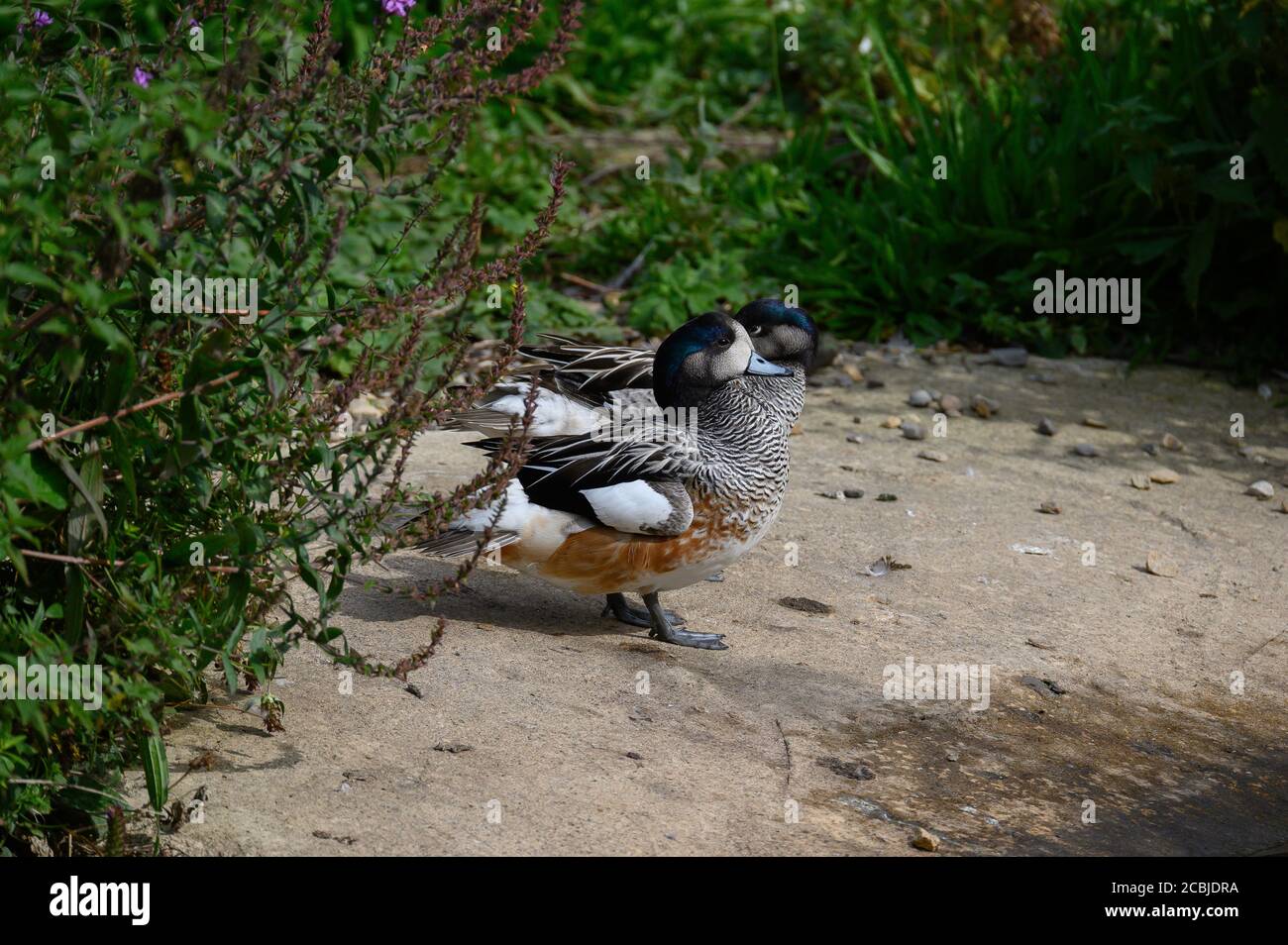 Washington Wetland Center, Washington, Tyne and Wear, Regno Unito Foto Stock