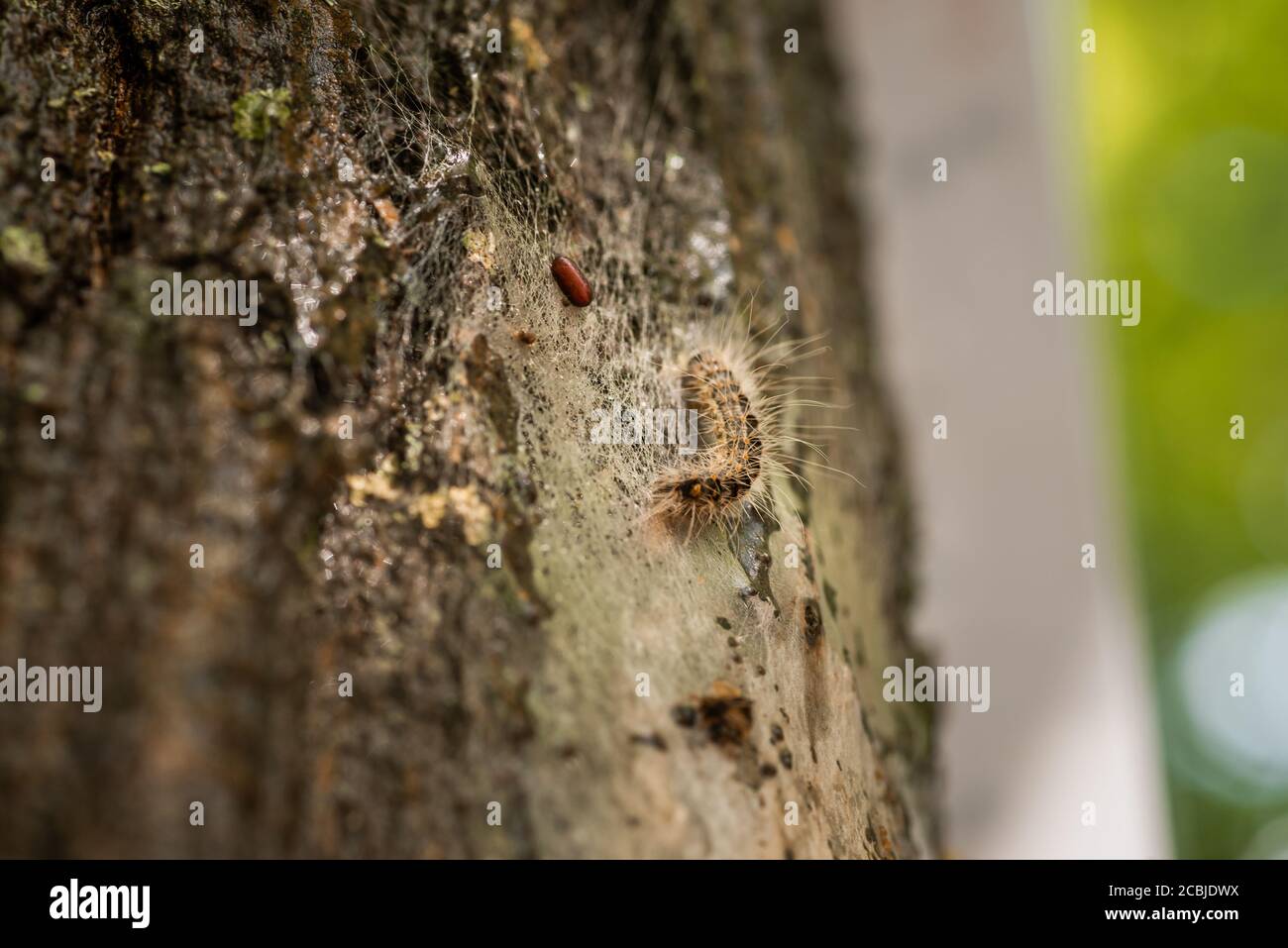 I bruchi processivi di quercia sono un rischio per la salute per gli esseri umani e. animali domestici Foto Stock