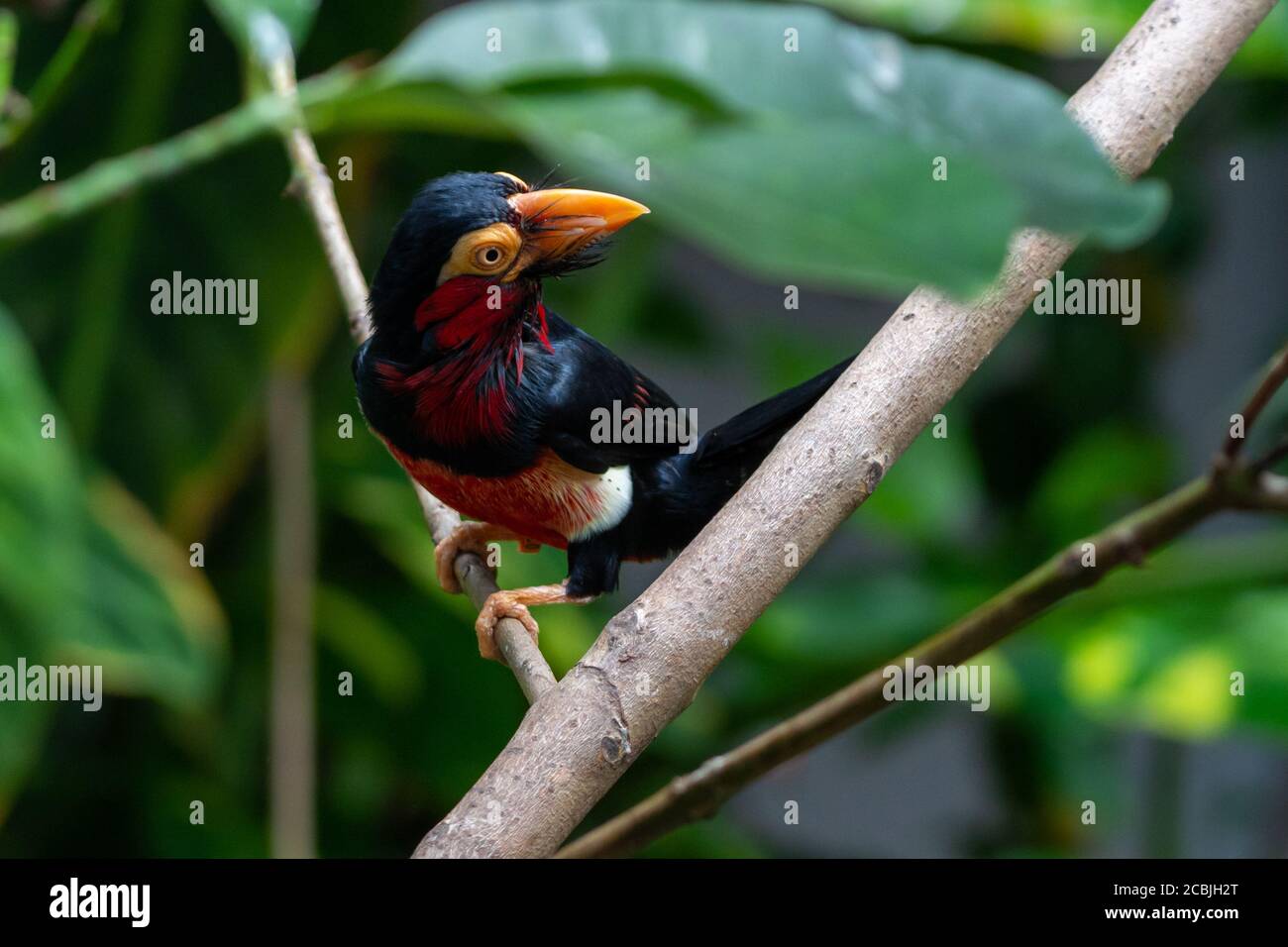 Un barbetto (Lybius dubius) o un barbetto africano arroccato nella foresta pluviale che guarda intorno. Correlato a toucans. Foto Stock