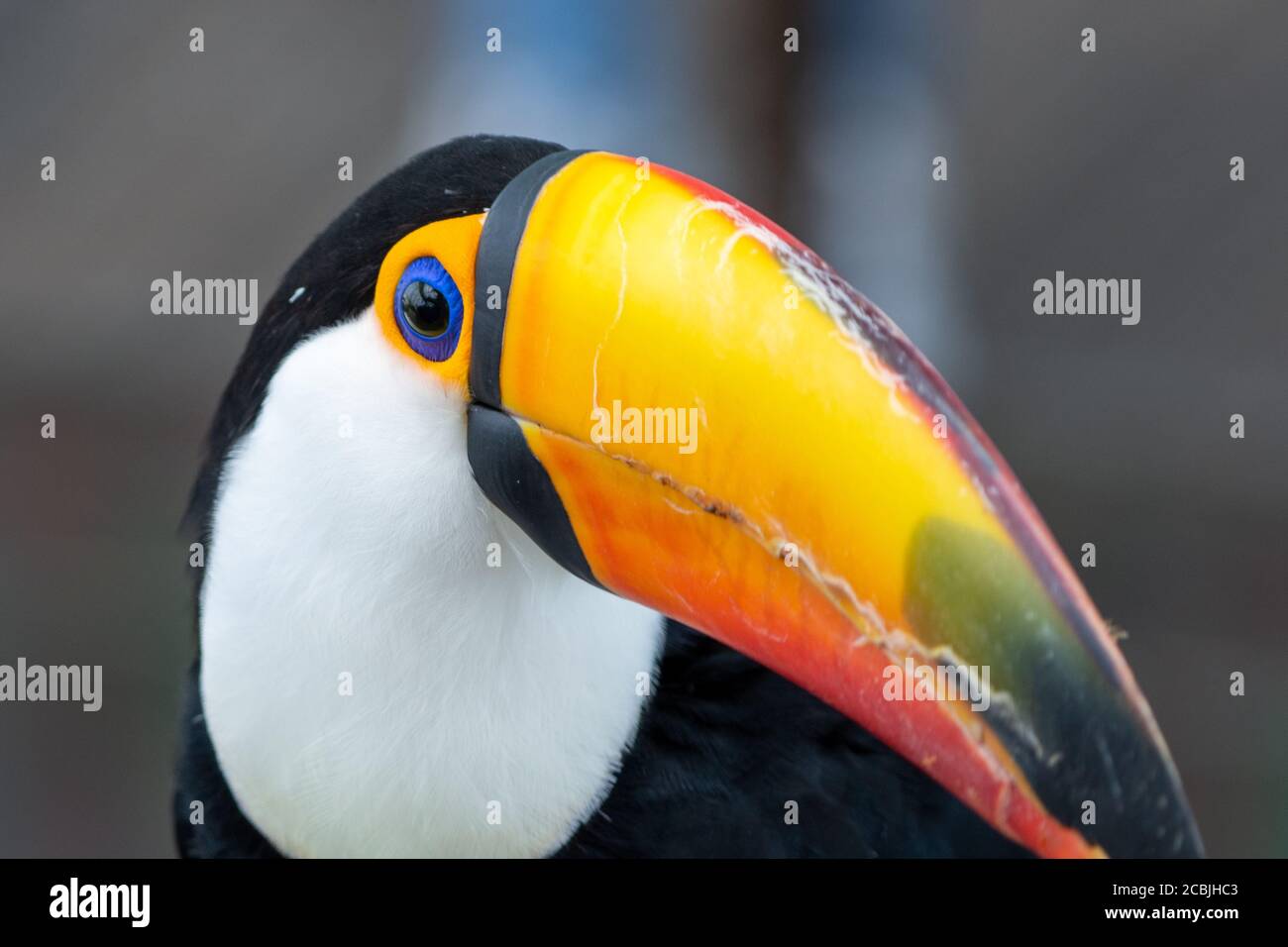 Il toco Toucan Close up (Ramphastos toco), noto anche come il comune toucan o toucan gigante, è la più grande e probabilmente la specie più conosciuta nel Foto Stock