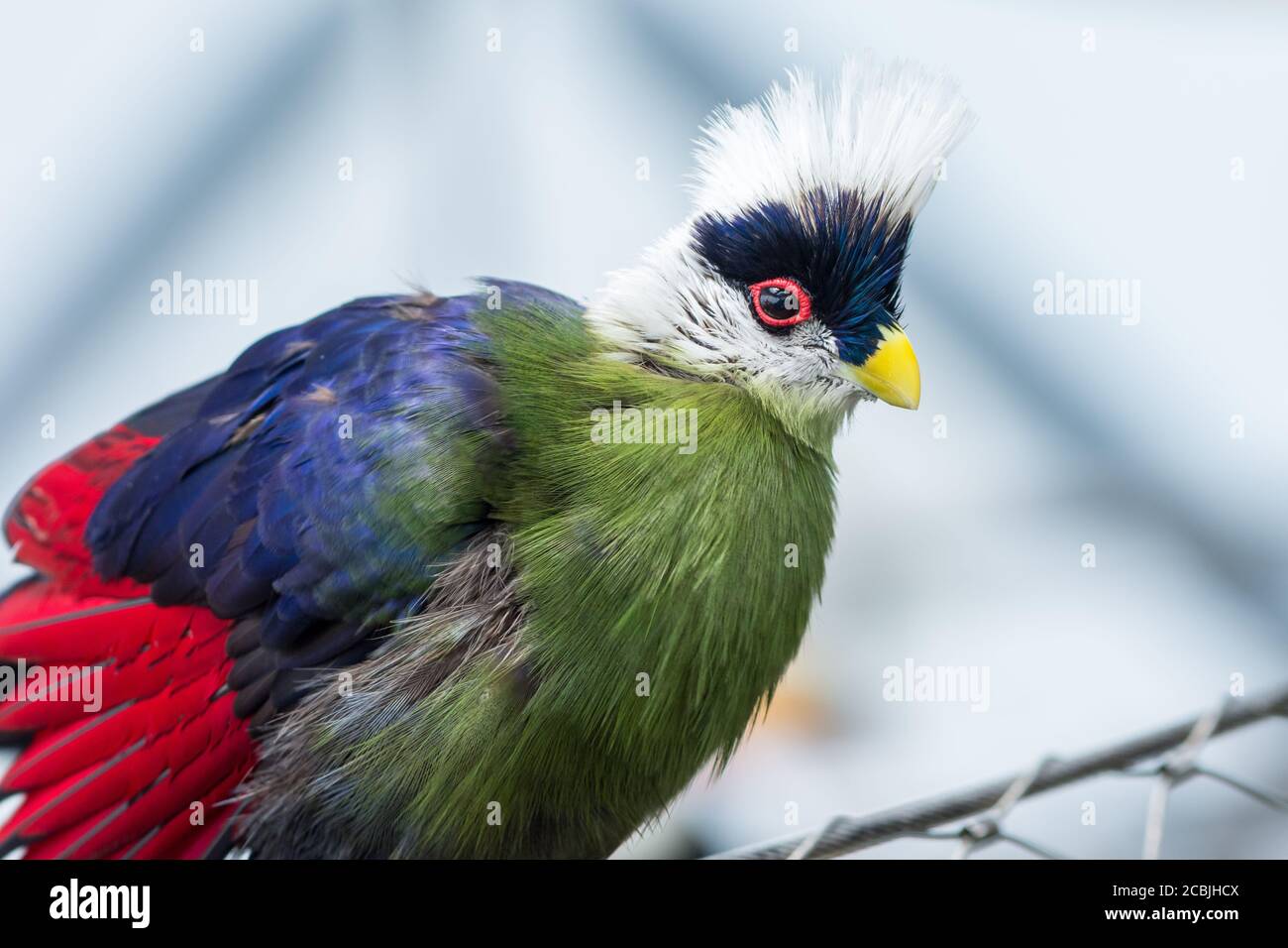 Il turaco bianco-crestato (Tauraco leucolophus) perch su un albero della foresta pluviale nell'Africa occidentale che guarda intorno e mostra fuori il viola vibrante bello, gr Foto Stock