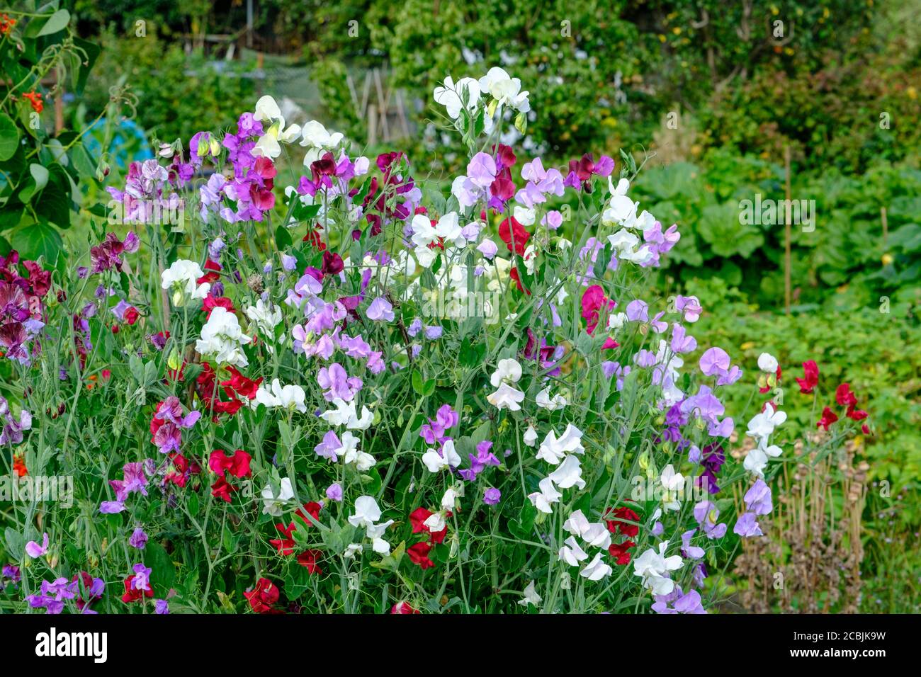 Sweetpeas in fiore, crescendo su assegnazione UK Foto Stock