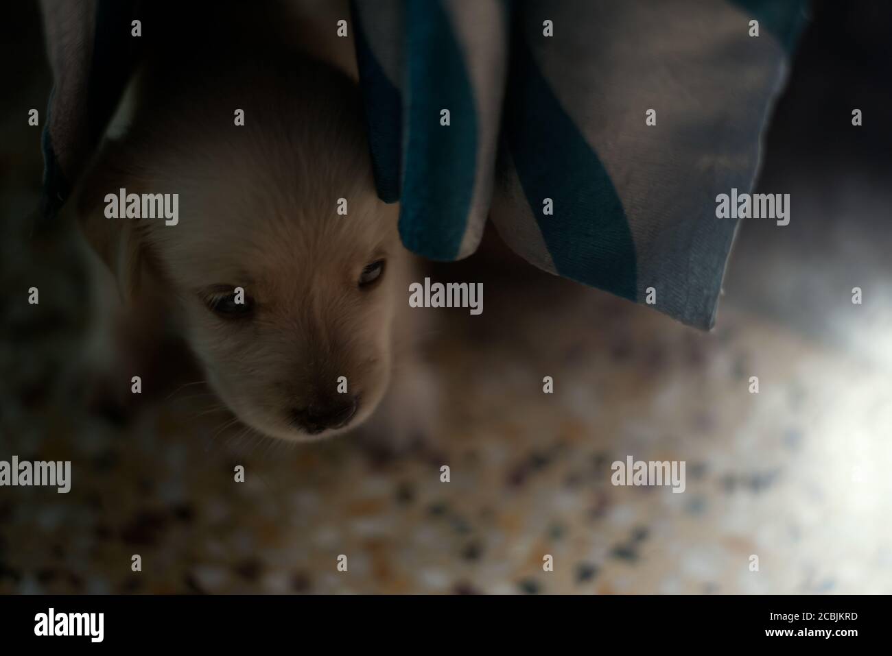 Un cucciolo dorato di Labrador Retriever di un mese Foto Stock