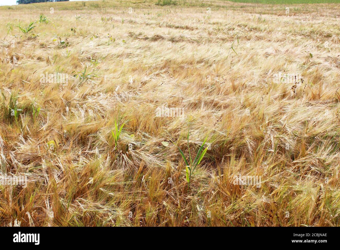 Grande campo di segale dorato (Secale cereale) a Pickmere, Inghilterra Foto Stock