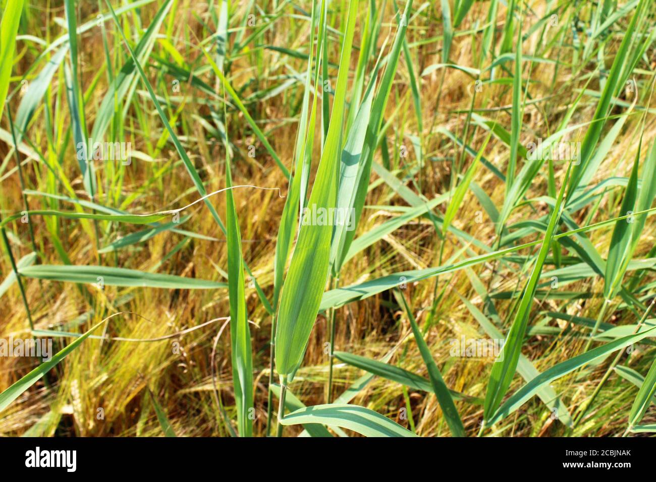Primo piano di una pianta di segale in un campo di segale dorato (Secale cereale) in una giornata di sole a Pickmere, in Inghilterra Foto Stock