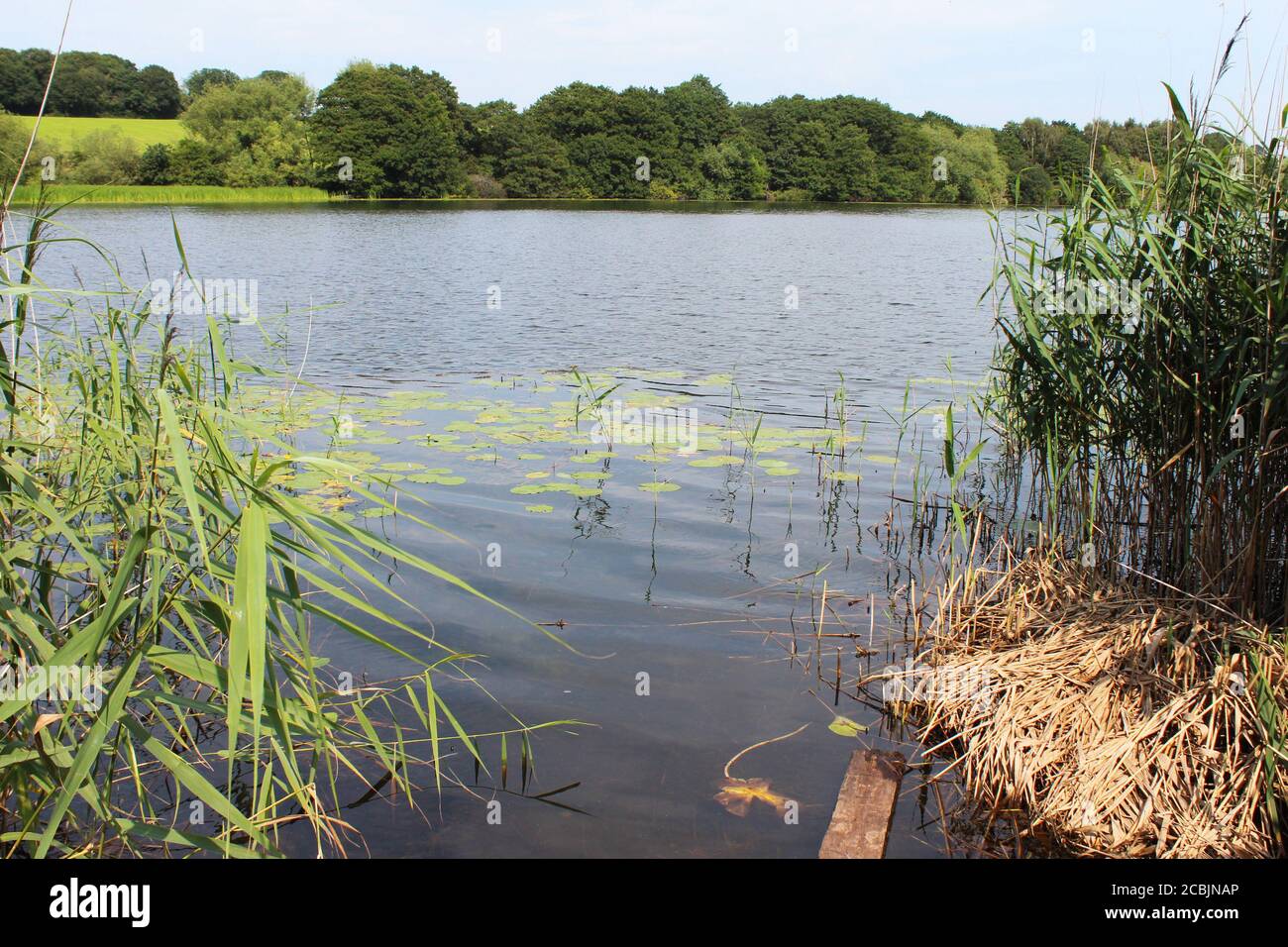Lily pads (Ninfaeaceae), canne d'acqua (Phragmites australis) e canne morte ai margini del lago Pickmere a Cheshire, Inghilterra Foto Stock